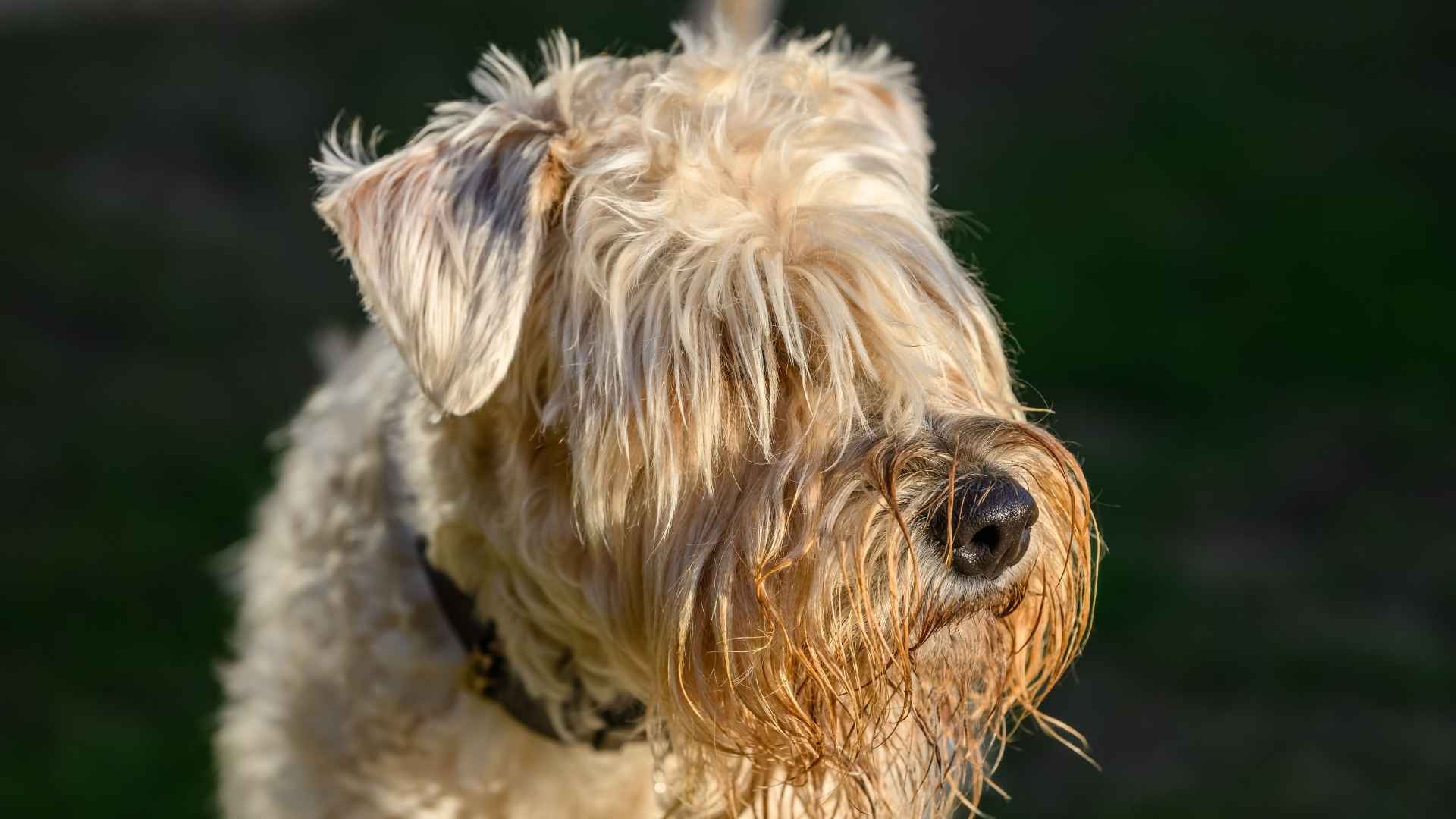 Irish Soft Coated Wheaten Terrier